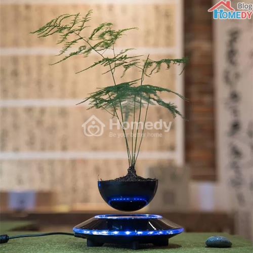 bonsai bay