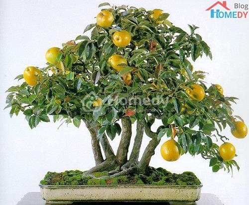 bonsai