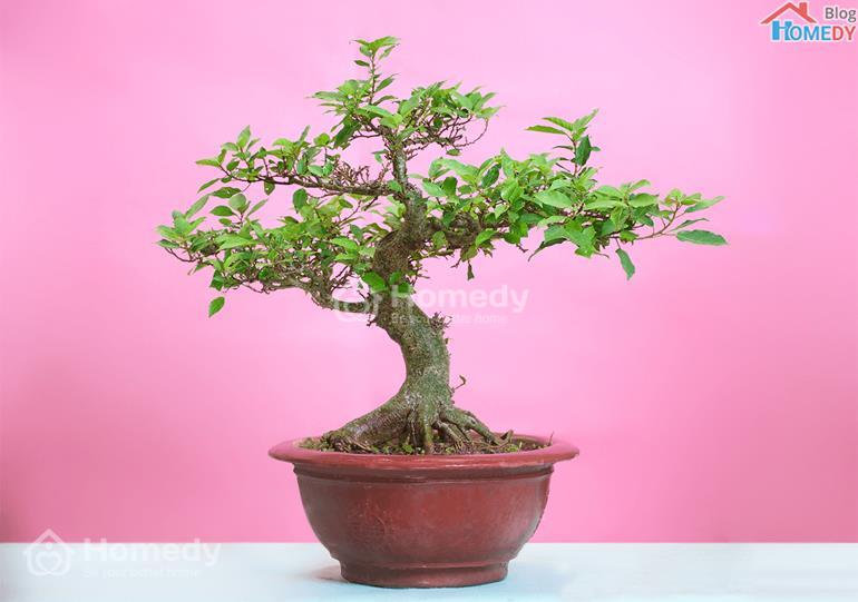 CAY SUNG