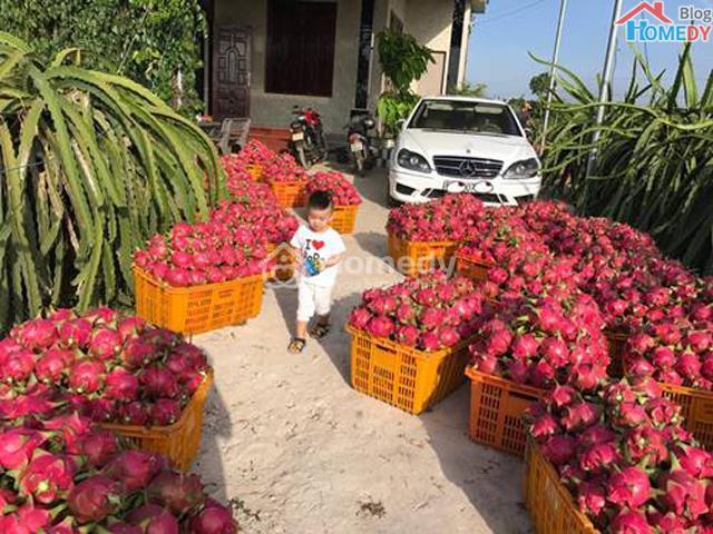thu hoach