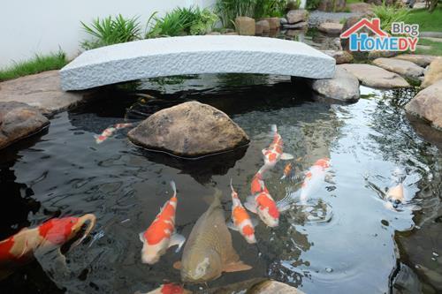 ca koi