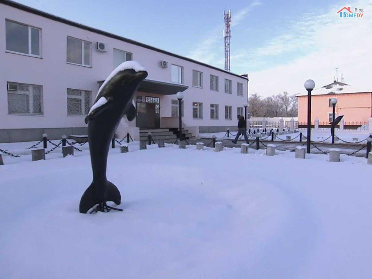black dolphin