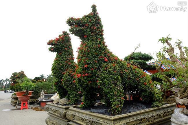 cay-anh-choi-tet