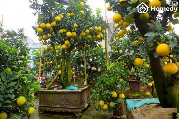 cay-canh-choi-tet