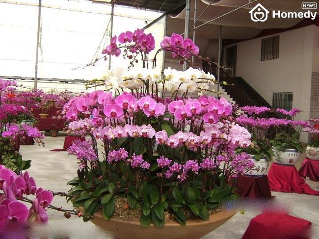 hoa-ngay-tet