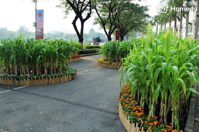 cho hoa