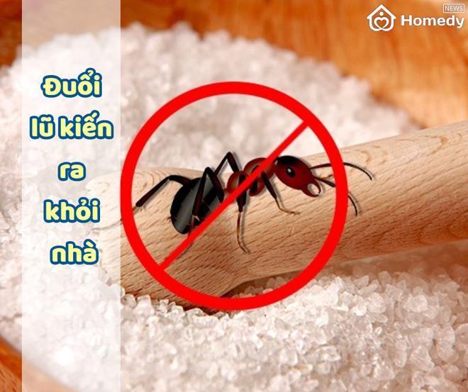 duoi kien ra khoi 