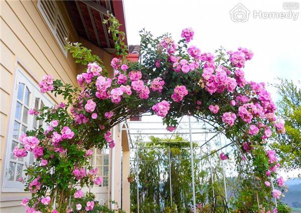 nha bich phuong