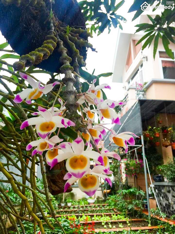 nha bich phuong