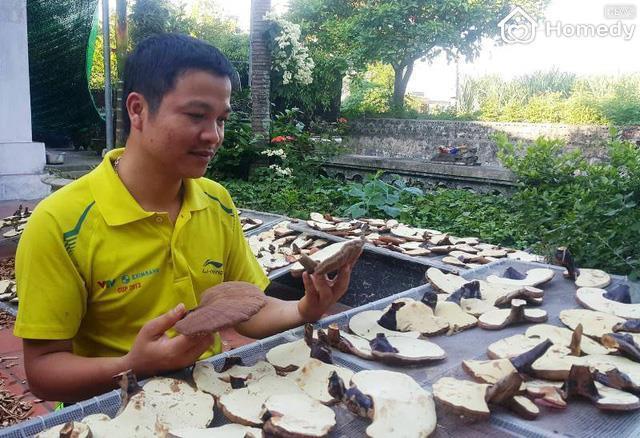 trong nam linh chi
