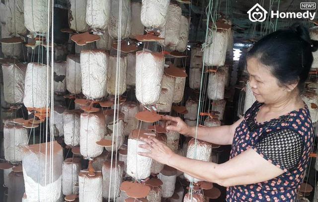 trong nam linh chi