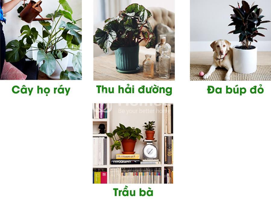 bo tri cay trong nha