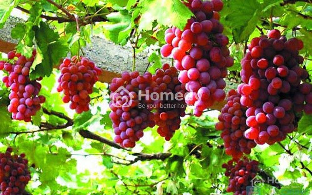 vườn nho trên tầng áp mái