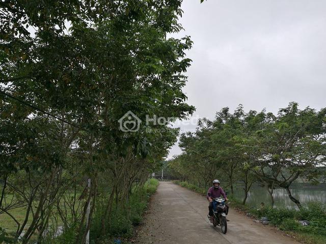 tam dao