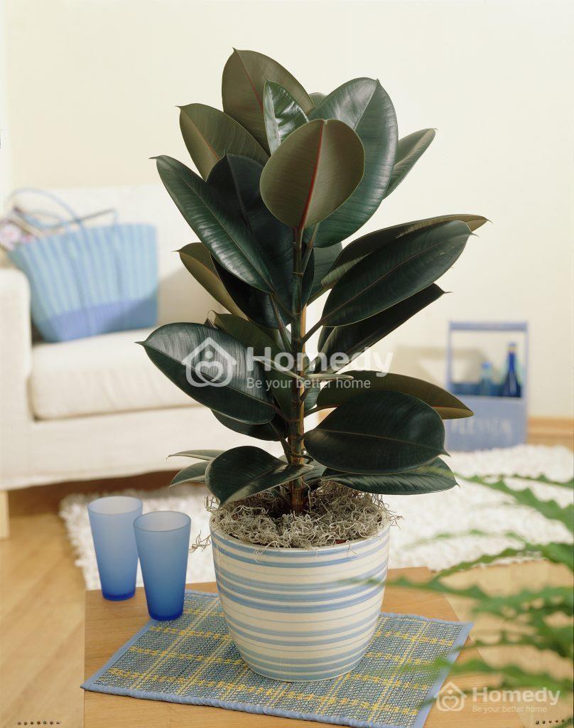 cây trồng trong nhà không cần ánh sáng