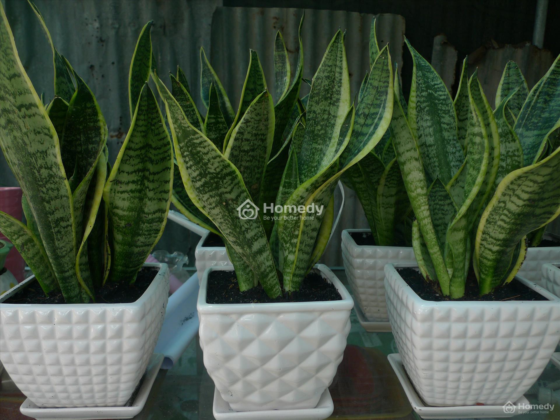 cây trồng trong nhà không cần ánh sáng