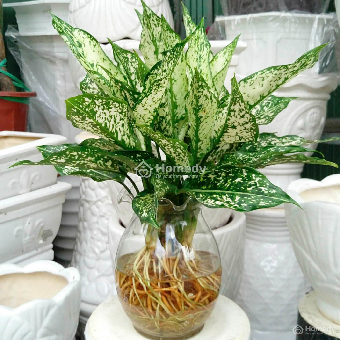 cây trồng trong nhà không cần ánh sáng