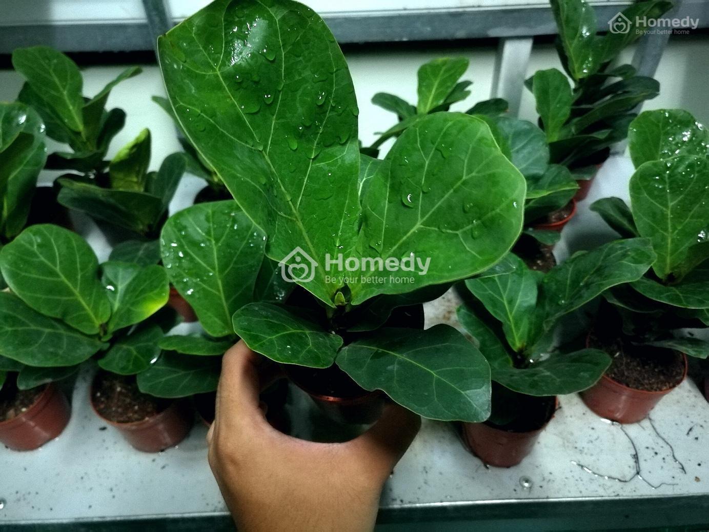 cây trồng trong nhà không cần ánh sáng