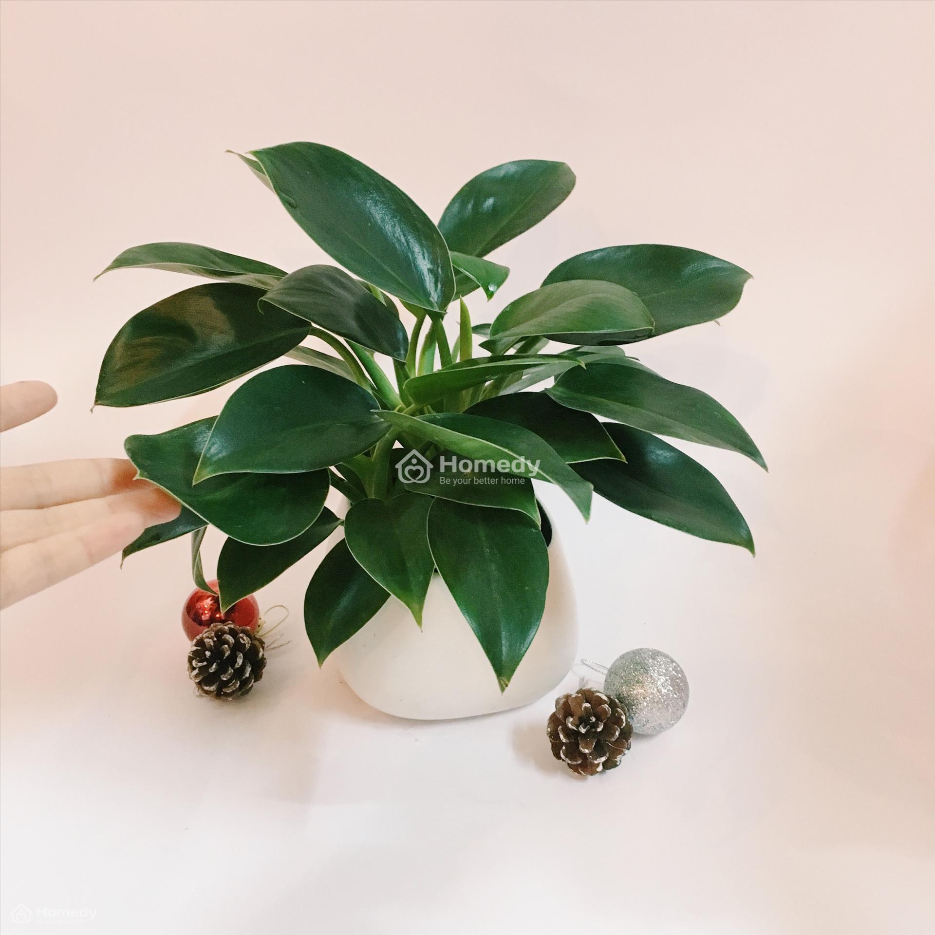 cây trồng trong nhà không cần ánh sáng