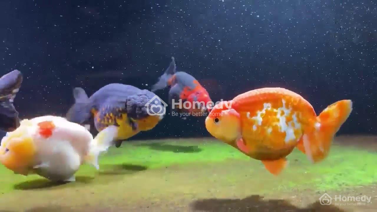 Bể nuôi cá vàng phong thủy