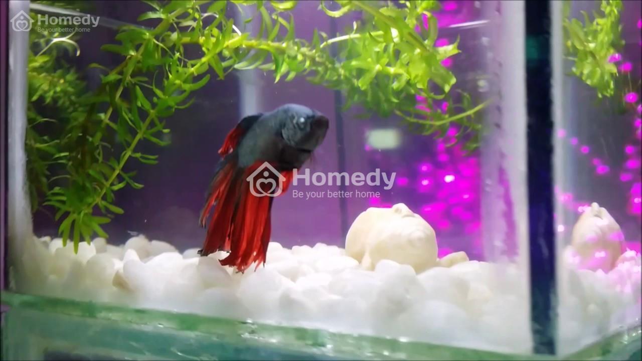 Bể nuôi cá chọi phong thủy
