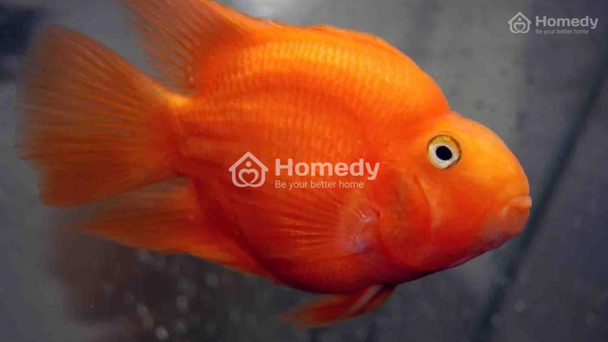 Bể nuôi cá huyết anh vũ phong thủy