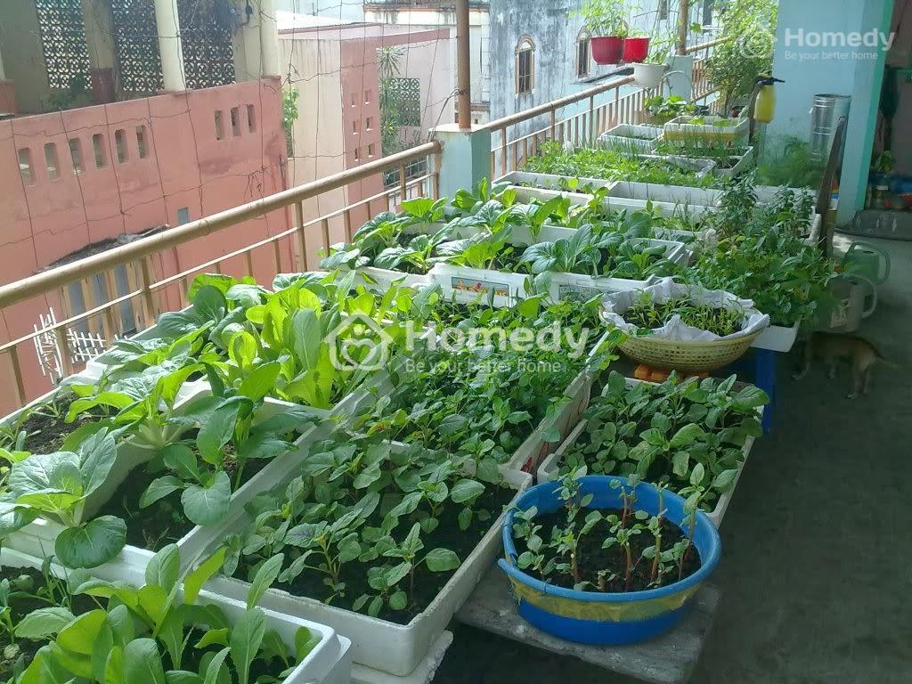 Ý tưởng thiết kế sân thượng thành vườn rau