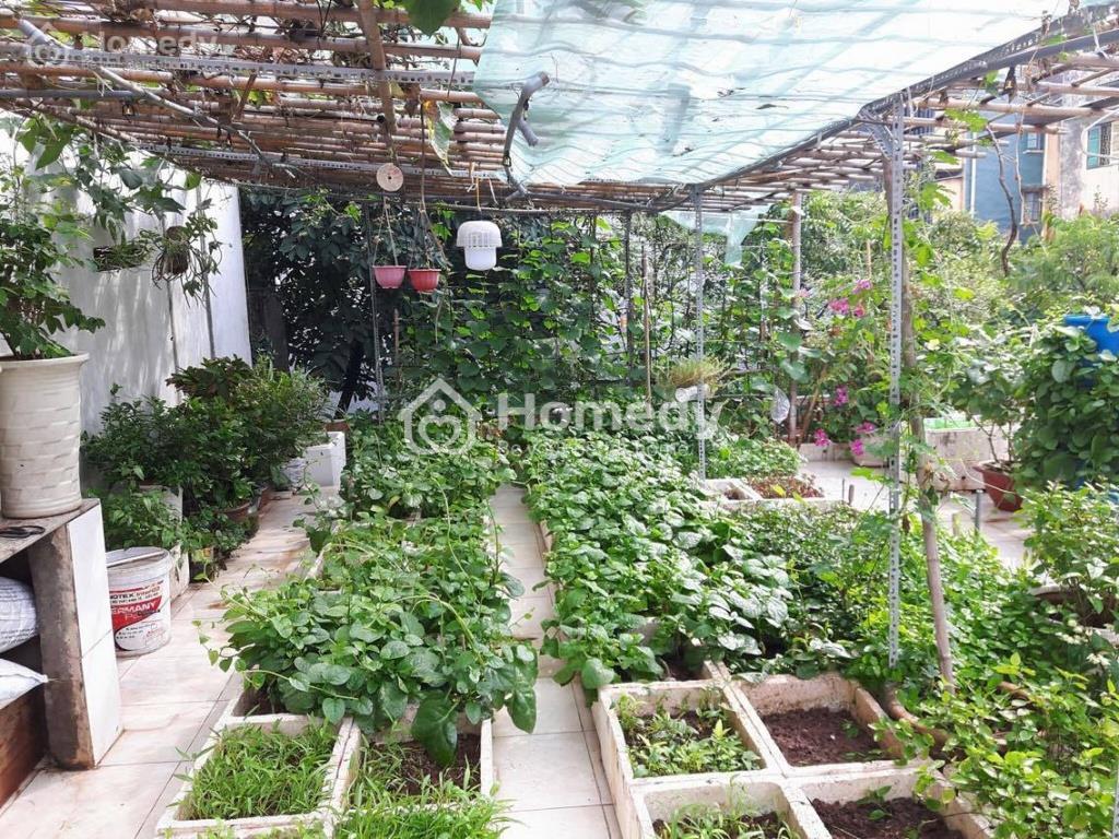 Trang trí sân thượng thành vườn rau