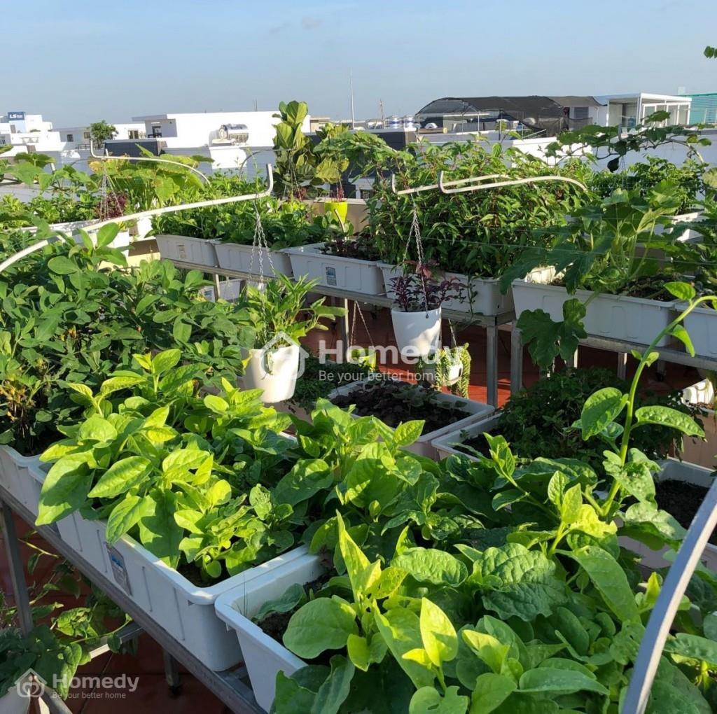 Ý tưởng thiết kế sân thượng thành vườn rau