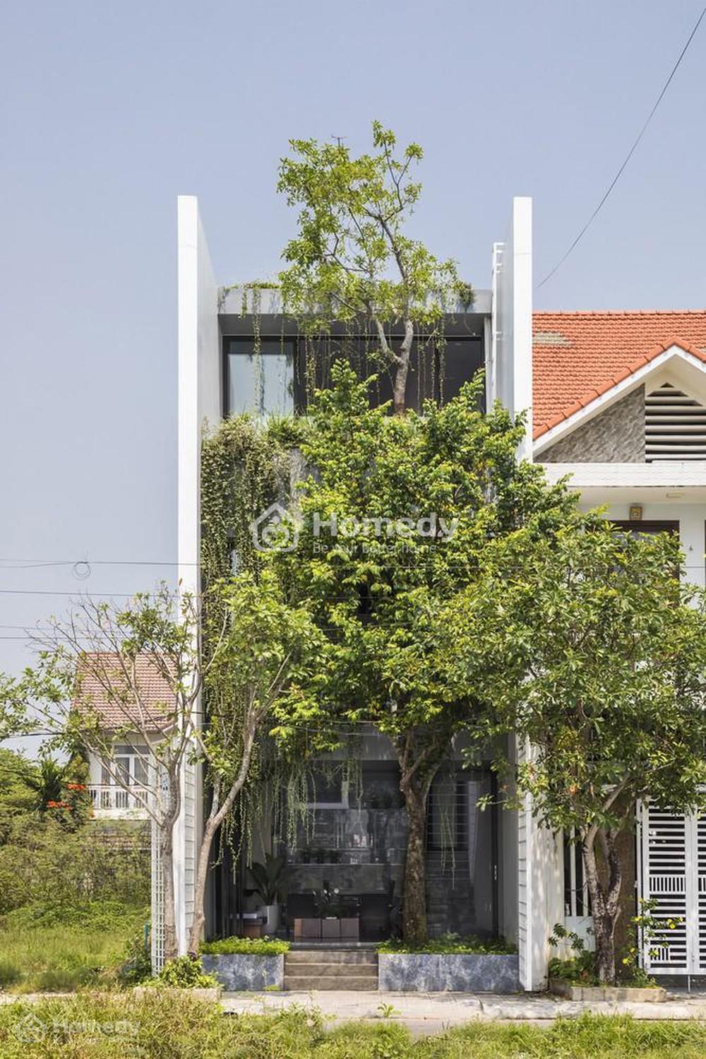 Nên trồng cây gì quanh nhà?