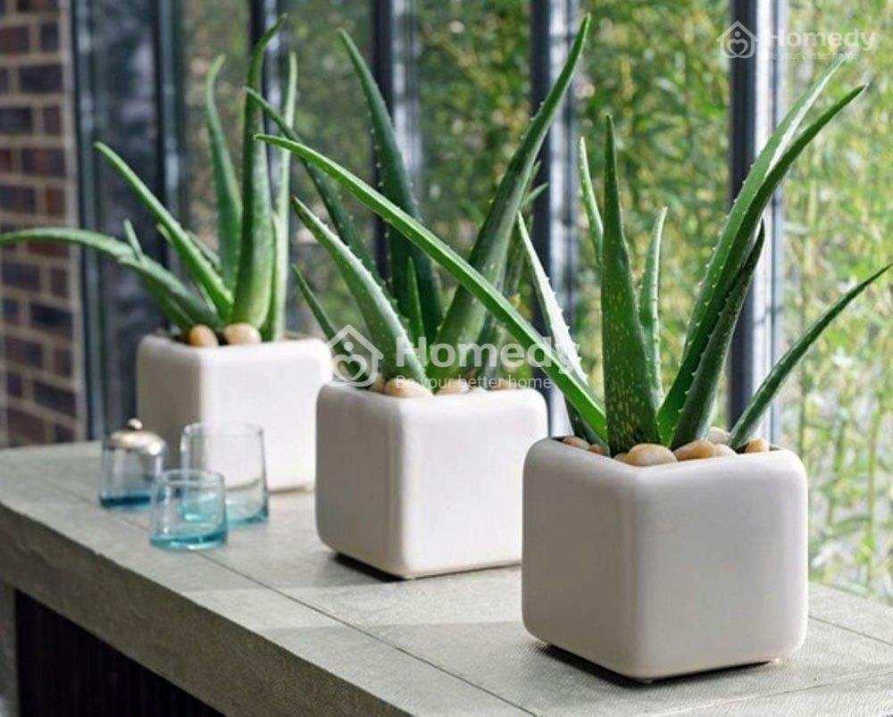cay-xanh-trong-phong-ngu