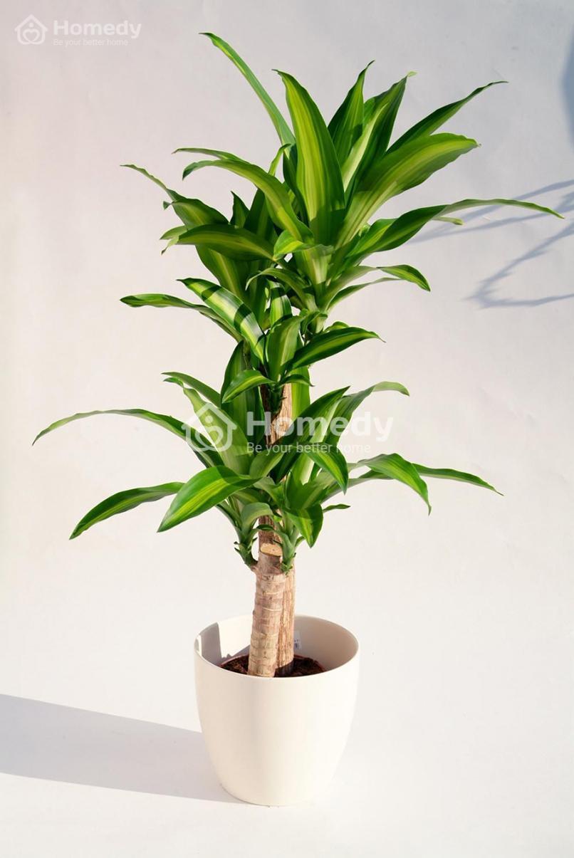 cây phong thủy trong nhà thiết mộc lan
