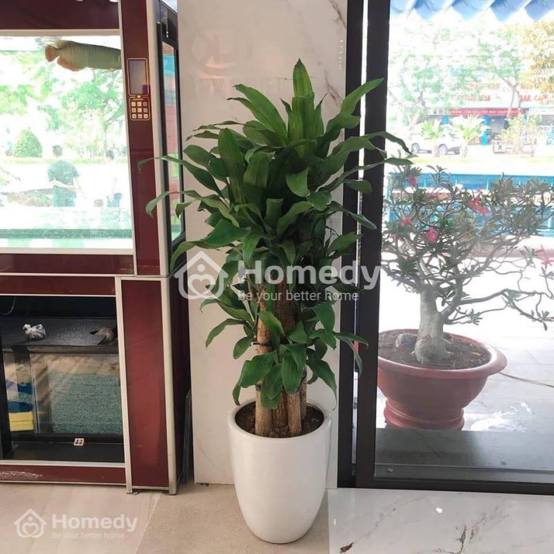 Thiết mộc lan đặt ở trồng cây trước cổng nhà