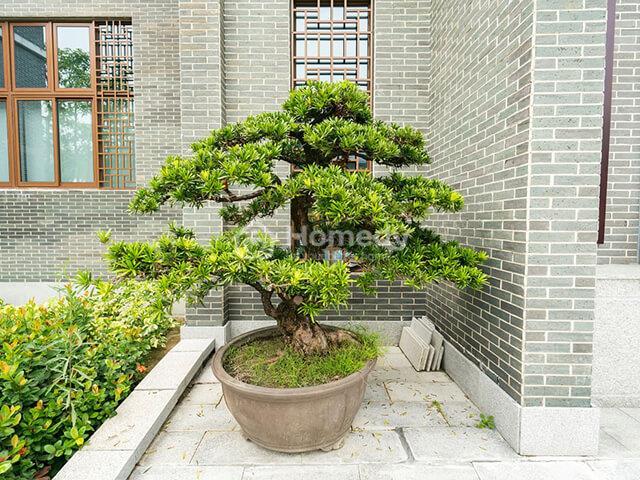 trồng cây trước cổng nhà tùng la hán