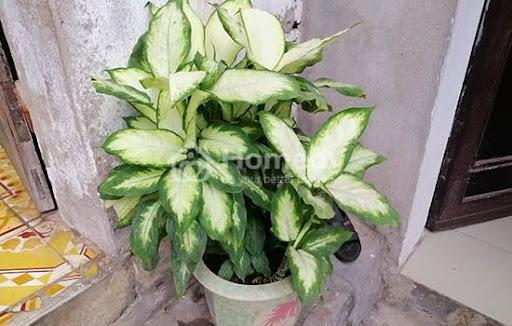 Trồng cây trước cửa nhà