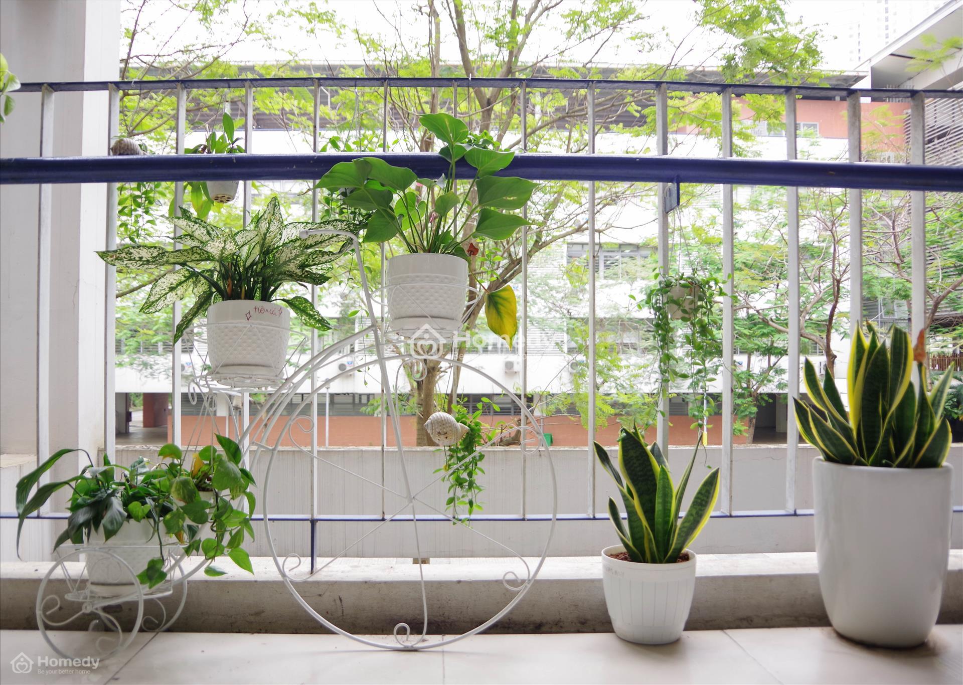 trang trí cửa sổ lớp học bằng cây xanh