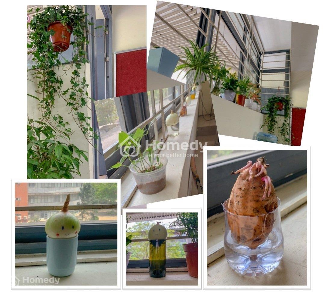 trang trí cửa sổ lớp học bằng cây xanh