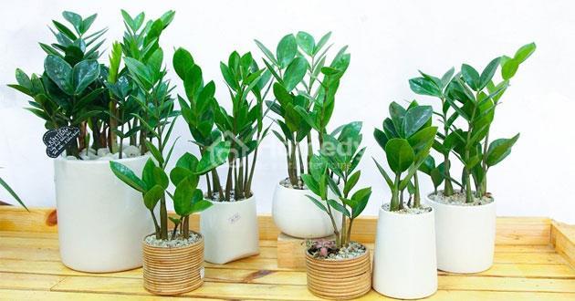 cach-chon-cay-canh-phong-thuy-theo-tuoi-