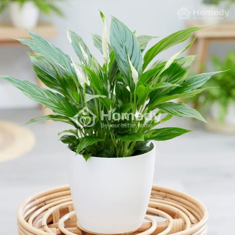 Cây Vĩ Hoa Trắng (Cây Lan Ý)