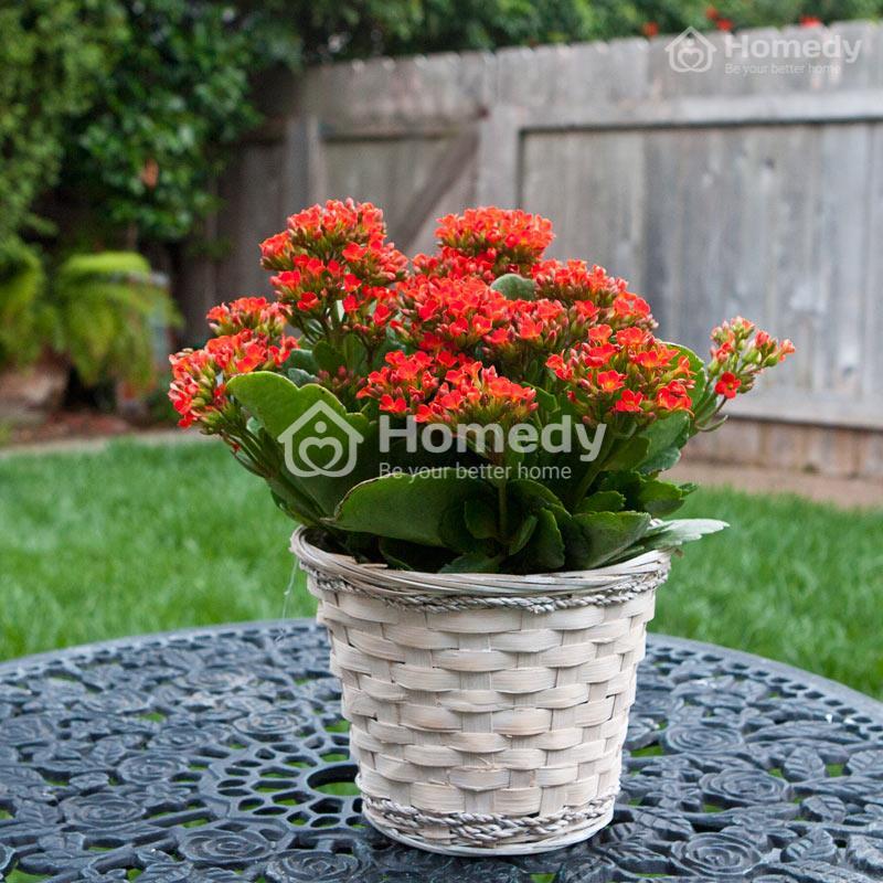  mệnh Hỏa cây hợp cây gì để bàn làm việc cây sống đời