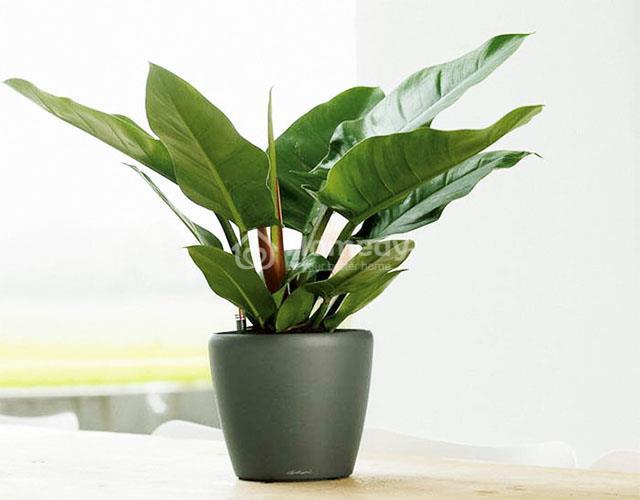 Mệnh Thổ hợp cây gì để bàn làm việc?