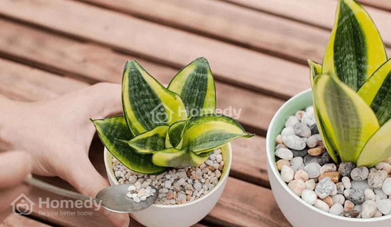 Mệnh Thổ hợp cây gì để bàn làm việc?