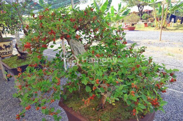 nhung-cay-kieng-ky-trong-truoc-nha-3