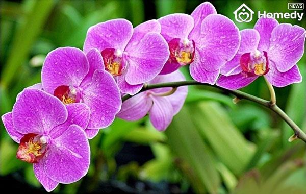 hoa phong lan