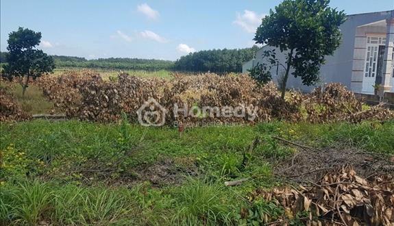 Tôi có lô đất Tân Lợi, gần KCN Đồng Phú chỉ 10 phút vào trung tâm thành phố Đồng Xoài - Ảnh 1