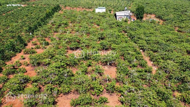 Bán mảnh đất thích hợp làm nhà vườn, nghỉ dưỡng - Ảnh 2