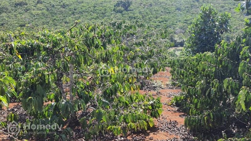Bán mảnh đất thích hợp làm nhà vườn, nghỉ dưỡng - Ảnh 7