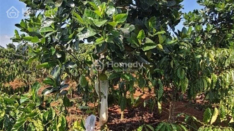 Bán mảnh đất thích hợp làm nhà vườn, nghỉ dưỡng - Ảnh 5