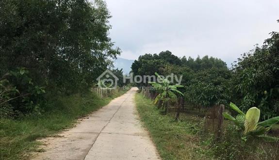 Bán gấp lô đất trồng cây lâu năm thôn Dầu Sơn xã Suối Tân huyện Cam Lâm tỉnh Khánh Hoà - Ảnh 1