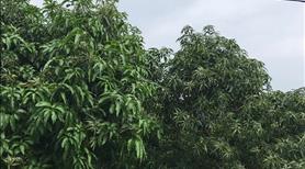 Bán gấp lô đất trồng cây lâu năm thôn Dầu Sơn xã Suối Tân huyện Cam Lâm tỉnh Khánh Hoà - Ảnh 3